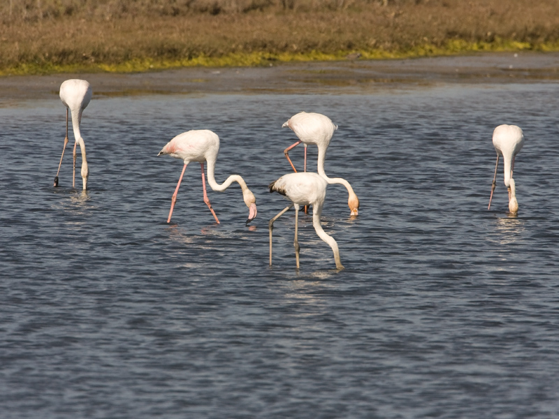 Phoenicopterus ruber Flamingo Greater Flamingo